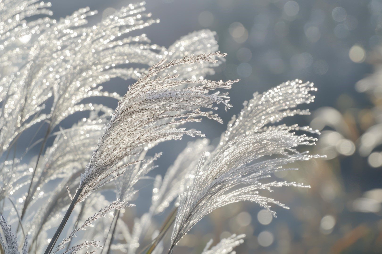 Dewy ornamental grass swaying in the winter wind