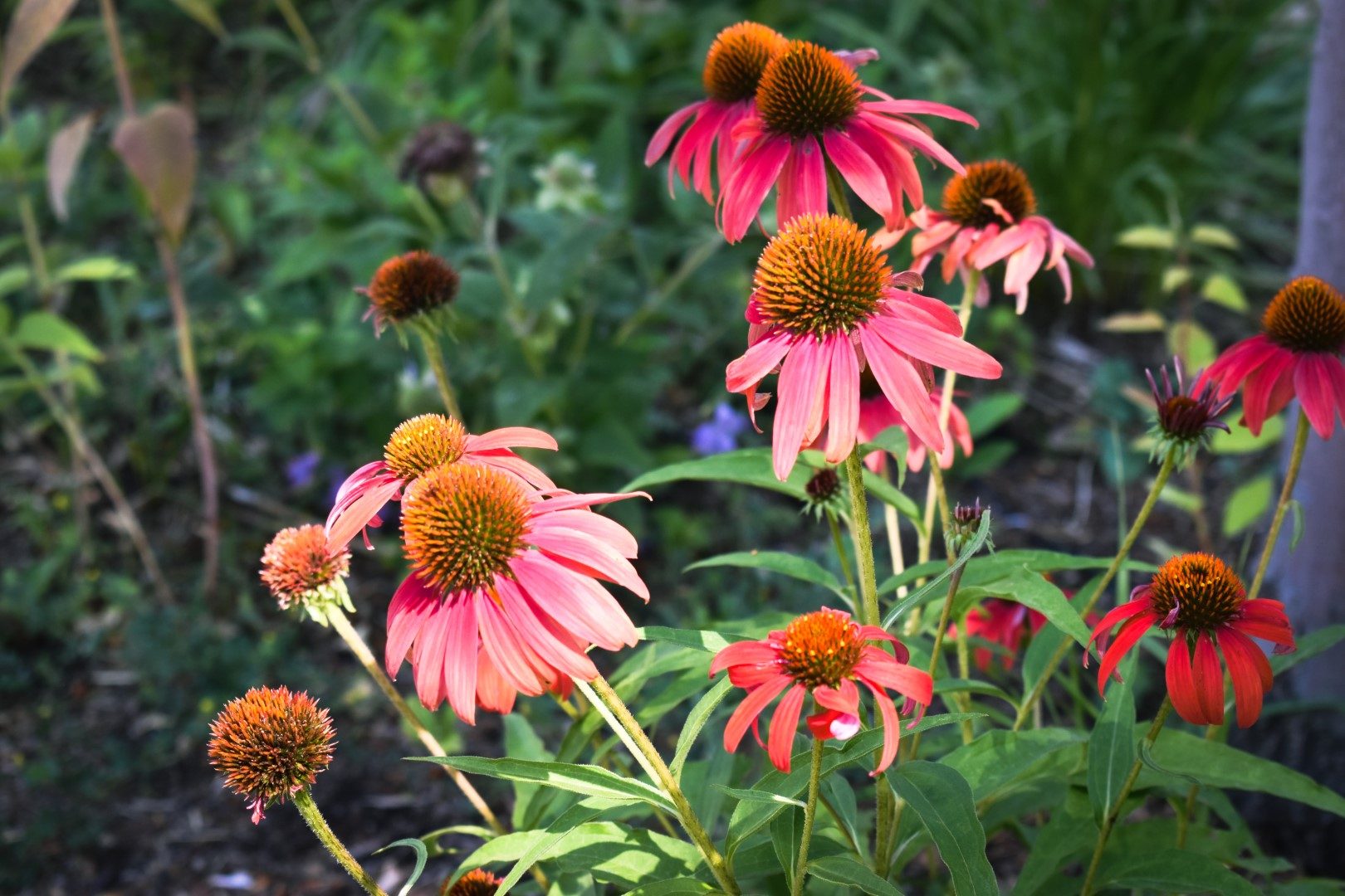 echinacea-purpurea-purple-coneflower-pink-flowers_13834830