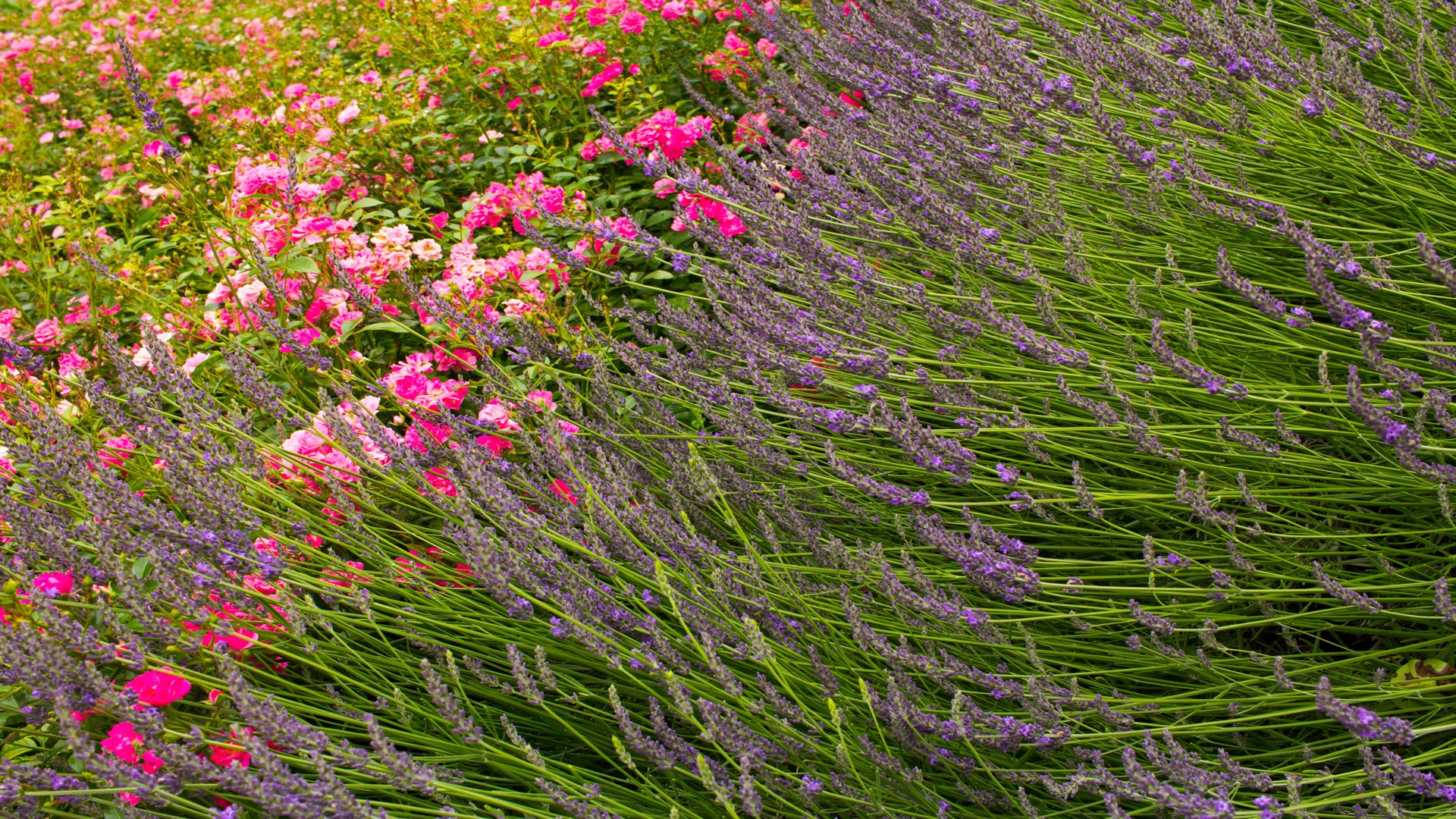 Top Drought-Tolerant Plants That Thrive in July in Colorado Springs