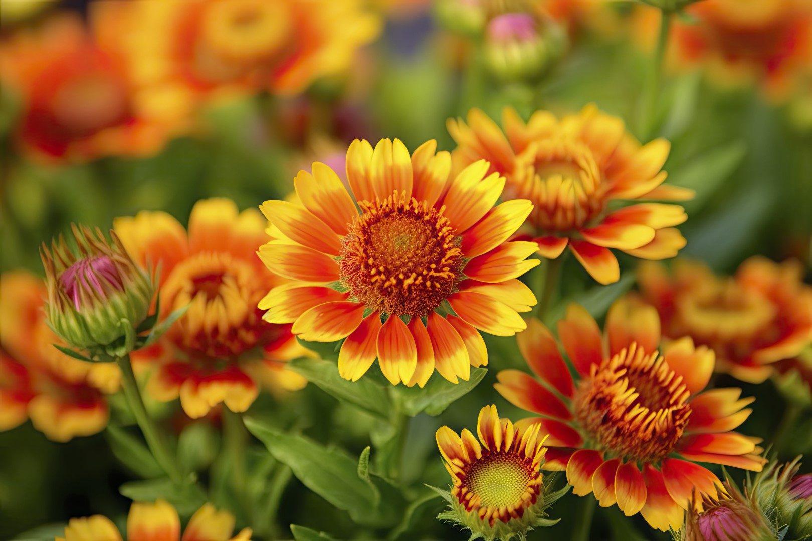 Gaillardia or Blanket Flower. Bright and Colorful Shades of Warm