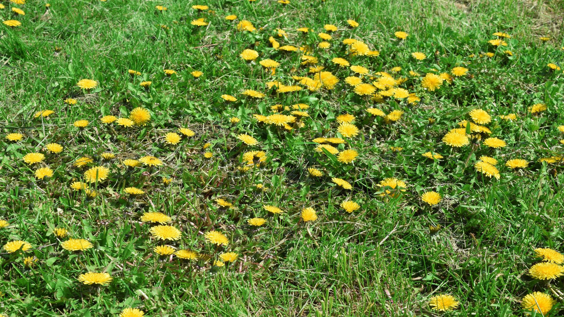 Natural Weed Control: Fall is the Perfect Time to Get Ahead