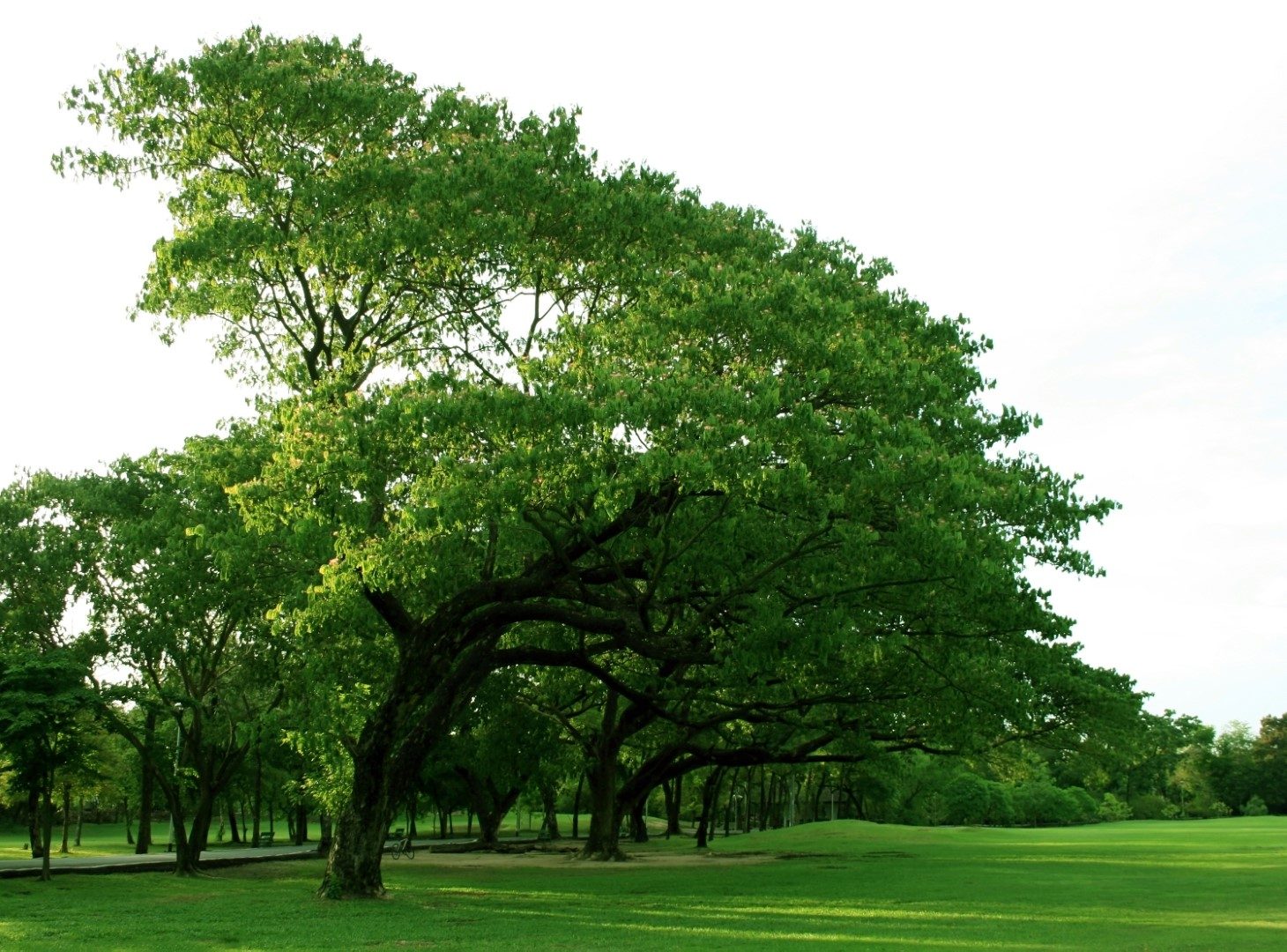 Lawn in garden with big tree
