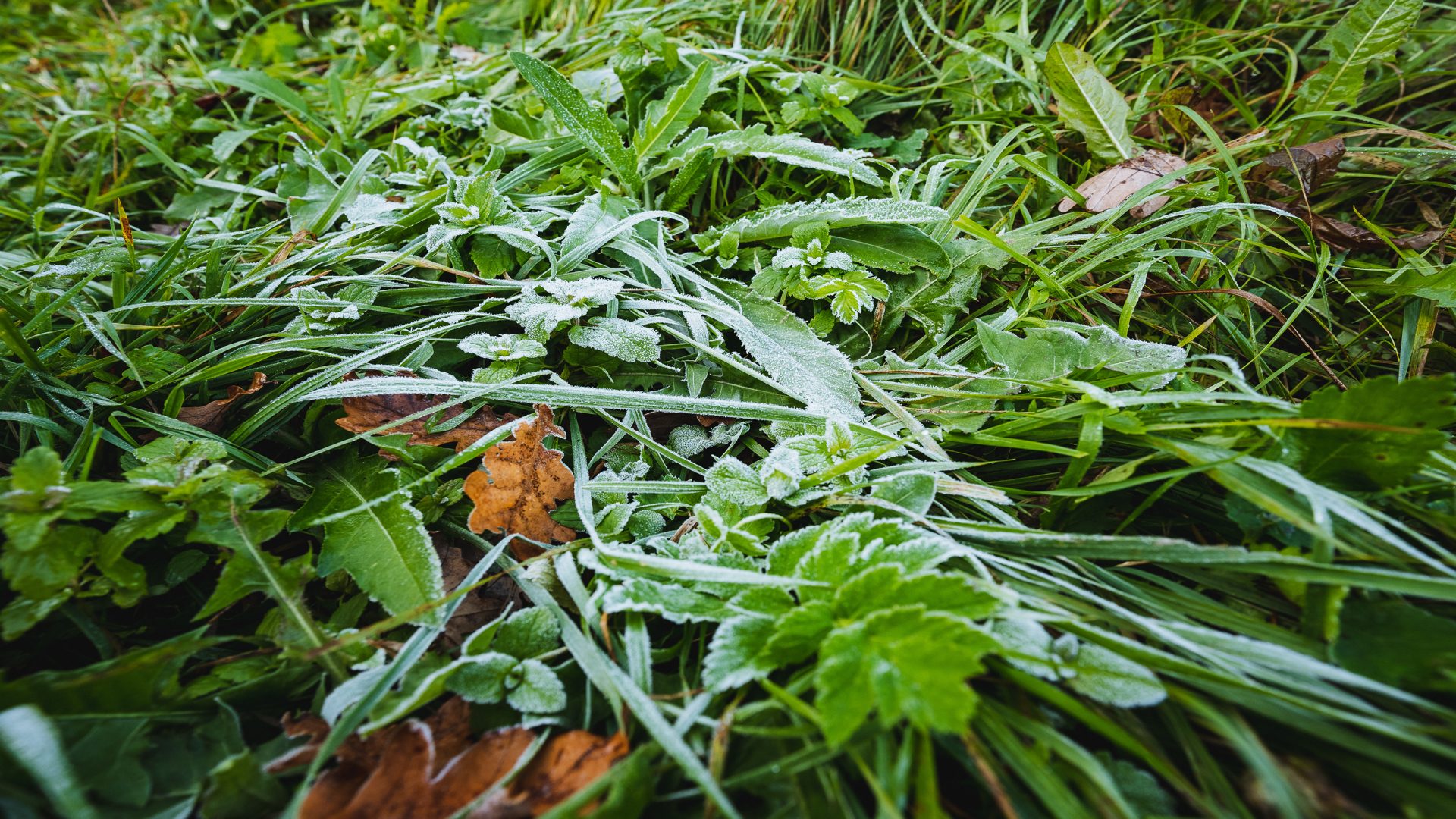 Keeping It Natural: Eco-Safe Ways to Prevent Winter Weeds in Colorado Springs