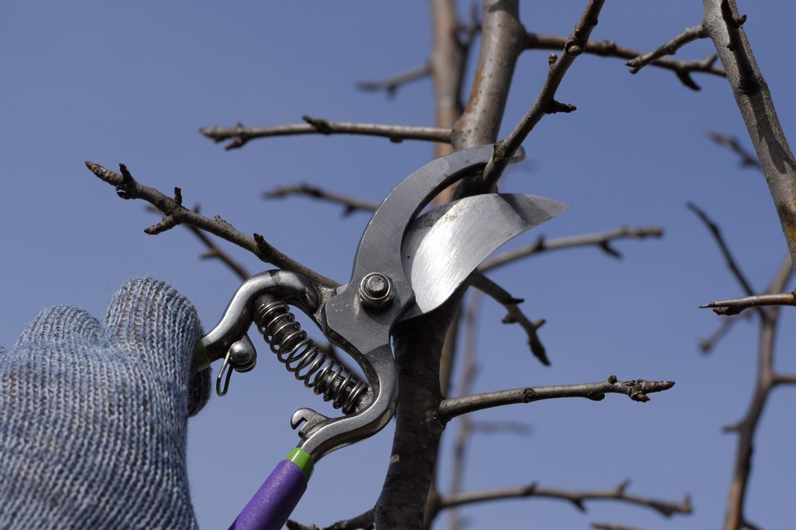 Pruning pear branches pruners.