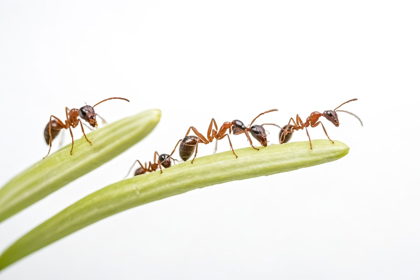 Red Ants on Green Stem