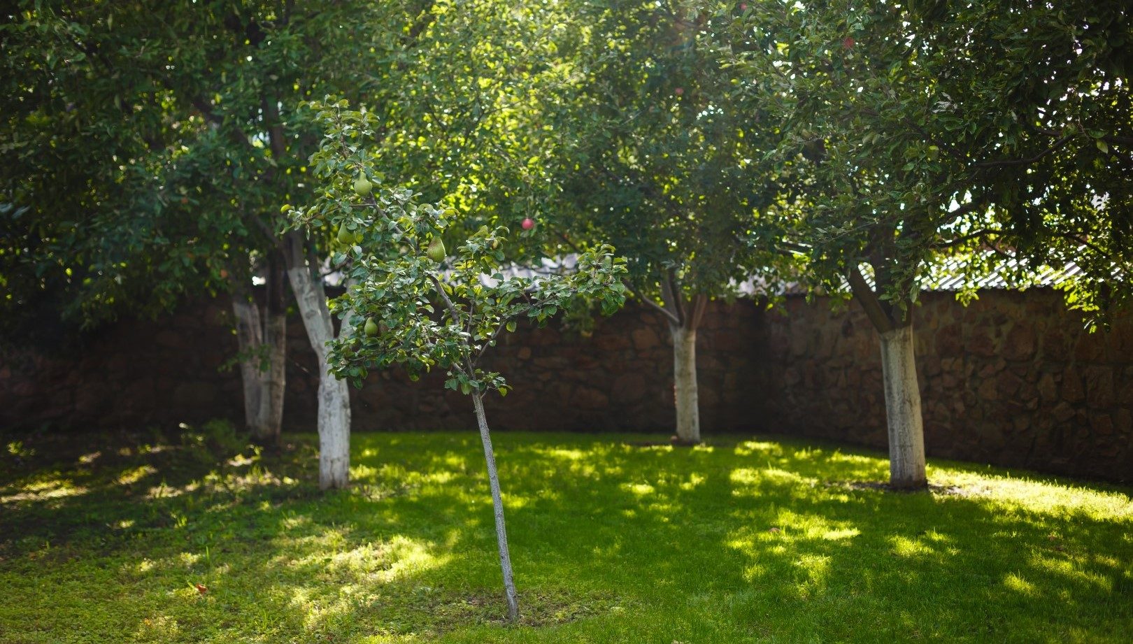 Home Garden. Residential garden transitioning spring to summer.