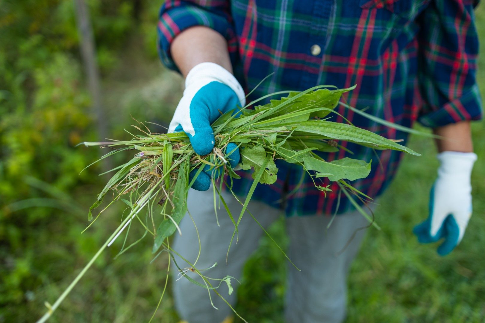 Weeds and grass in the hands of a farmer after working in the garden.