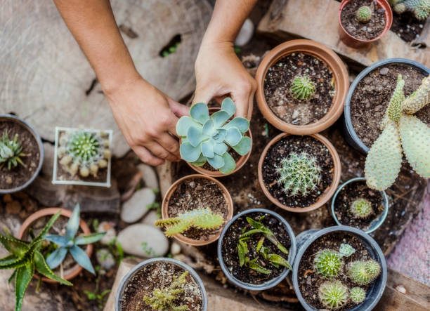 Top 10 Drought-Tolerant Plants for Colorado Springs Gardens