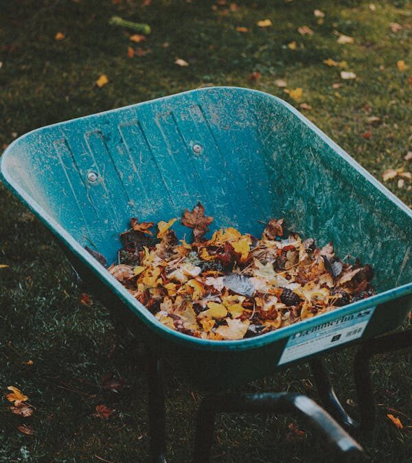 Affordable Leaf Removal and Lawn Cleanup Services for a Stress-Free Fall