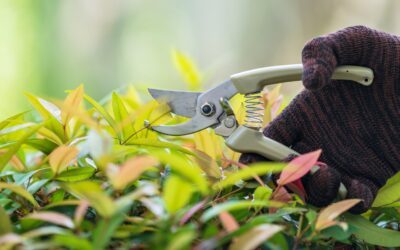 Preparing Your Yard for Spring: Essential Cleanup Tips for Colorado Springs