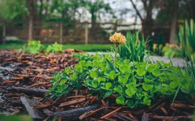 Revitalize Your Mulch and Rock Beds This Winter