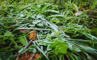 Keeping It Natural: Eco-Safe Ways to Prevent Winter Weeds in Colorado Springs